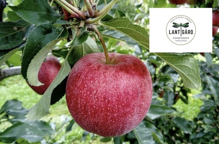 Närbild på ett rött äpple som hänger i ett träd, med gröna blad och en logotyp för Lantgård i hörnet.