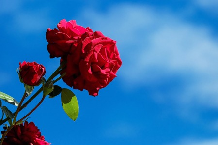 Röda rosor som hålls upp mot en klarblå himmel
