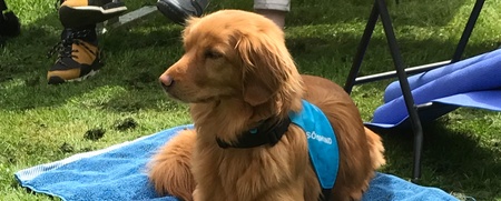 En brun hund med blå sele ligger på en blå handduk på gräsmattan bredvid en vattenskål.