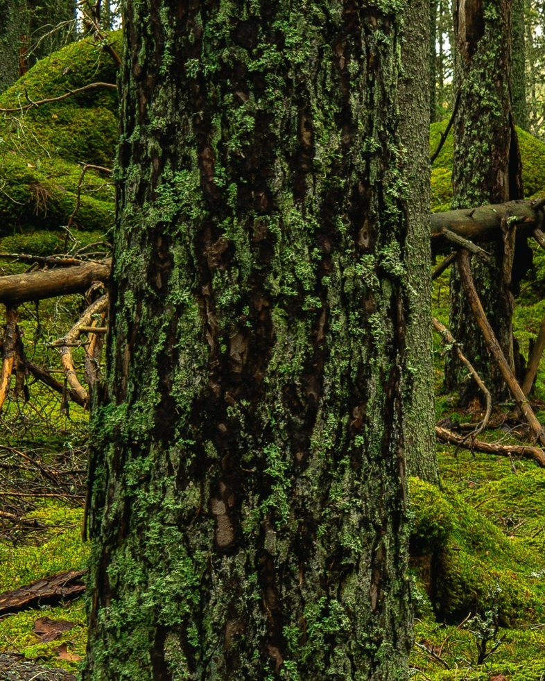 Närbild av trädstammar täckta av mossa och lavar i en grön, tät skog.