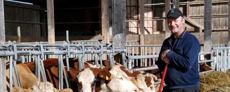 En man står i en ladugård och matar flera kor som äter hö vid ett foderbord.