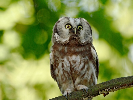 En uggla sitter på en gren med suddig grön bakgrund av löv.