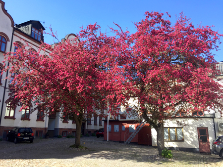 Två stora träd med rosa blommor står på en innergård framför äldre byggnader i solsken.