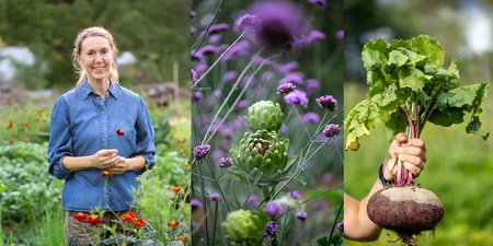 Tre bilder: kvinna i trädgård, närbild på blommor och kronärtskocka, hand som håller en rödbeta.