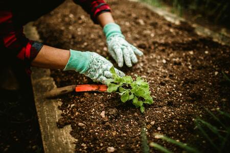 En person med trädgårdshandskar planterar en liten grön planta i en odlingsbädd med jord.