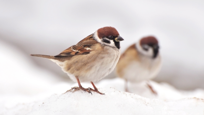 Två gråsparvar står på snöig mark, en i förgrunden och en suddig i bakgrunden.