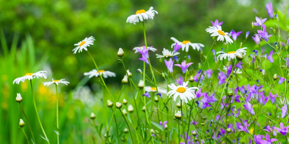 Närbild av en sommaräng med prästkragar och lila blommor mot en grön, suddig bakgrund.