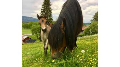 En häst och ett föl betar på en blomstrande äng med gröna fält och gårdar i bakgrunden.