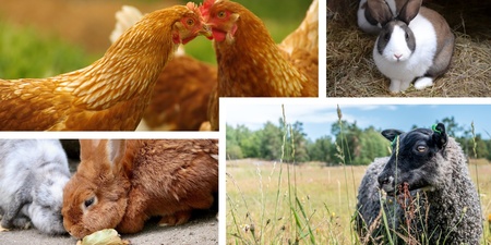 Flera lantbruksdjur, inklusive höns, kaniner och ett får, i olika utomhusmiljöer.