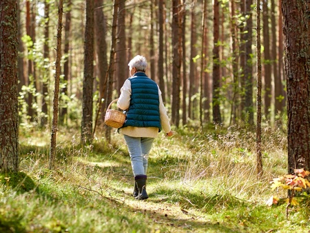 En äldre person går ensam i en solig tallskog med en korg i handen.