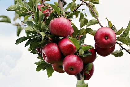 En klase röda äpplen hänger på en gren med gröna blad mot en ljus himmel.