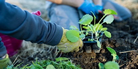 En person med handskar planterar en grön planta i jorden utomhus.