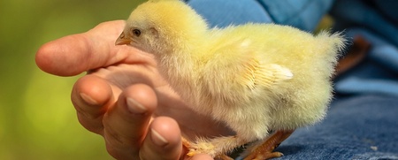En gul kyckling står på en persons hand utomhus, med grön natur i bakgrunden.