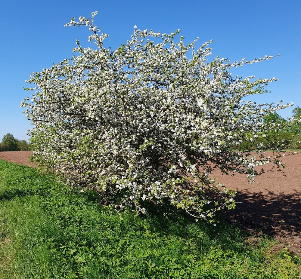 Ett blommande träd står vid en grön gräsyta intill en jordväg under en klarblå himmel.