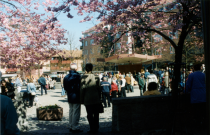 Människor samlade på ett torg under blommande körsbärsträd en solig dag.