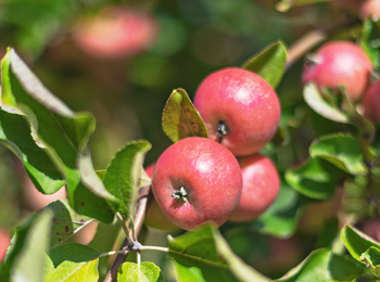 Närbild på röda äpplen som växer på ett träd bland gröna blad i solljus.