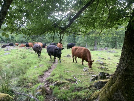 En flock kor betar i en grön skogsglänta under trädens skugga.