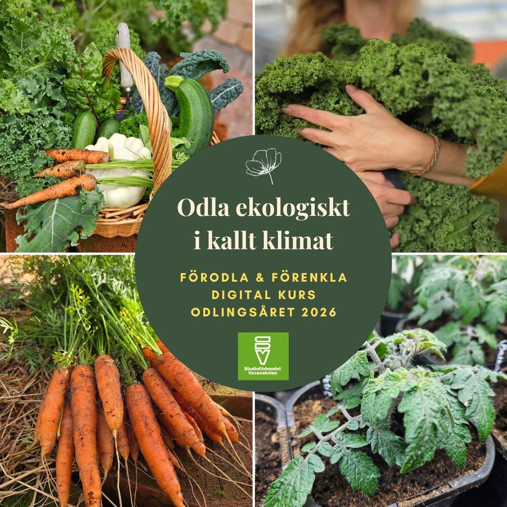 Kollage med ekologiska grönsaker, odling och text om digital kurs i odling i kallt klimat.