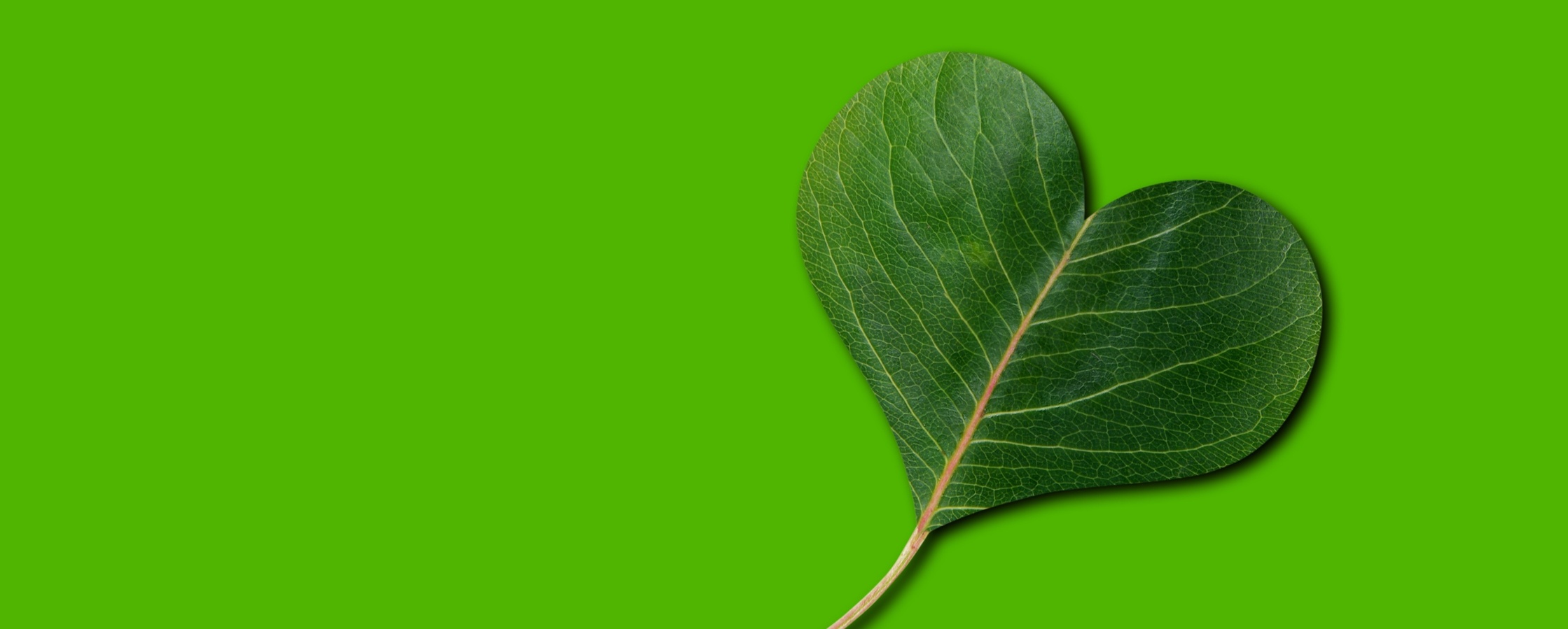 Ett grönt blad format som ett hjärta mot en enfärgad grön bakgrund.