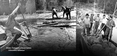 Svartvit bild av män som arbetar med timmerflottning i en älv, med långa stakar och stockar i vattnet.