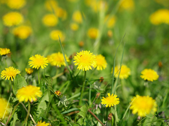 Närbild av gula maskrosor som blommar på en grön äng i solsken.