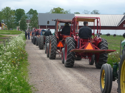En rad med gamla traktorer körs av personer på en grusväg vid lantgårdar och gröna fält.