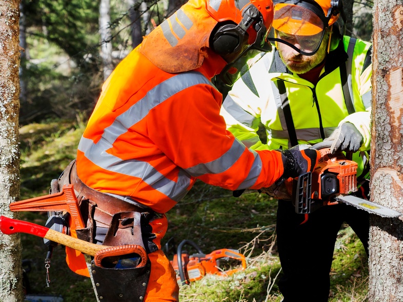 Två personer i skyddskläder arbetar med motorsåg för att fälla ett träd i en skog.