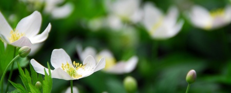 Närbild på vita blommor med gula mittpunkter och gröna blad i en frodig trädgårdsmiljö.