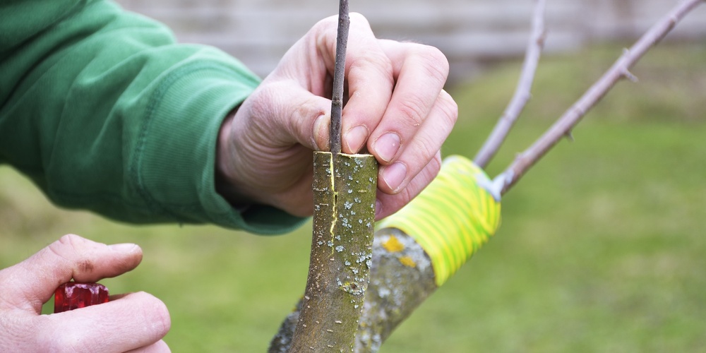 Närbild av en person som ympar ett träd med en kniv och fäster en kvist i en stam utomhus.