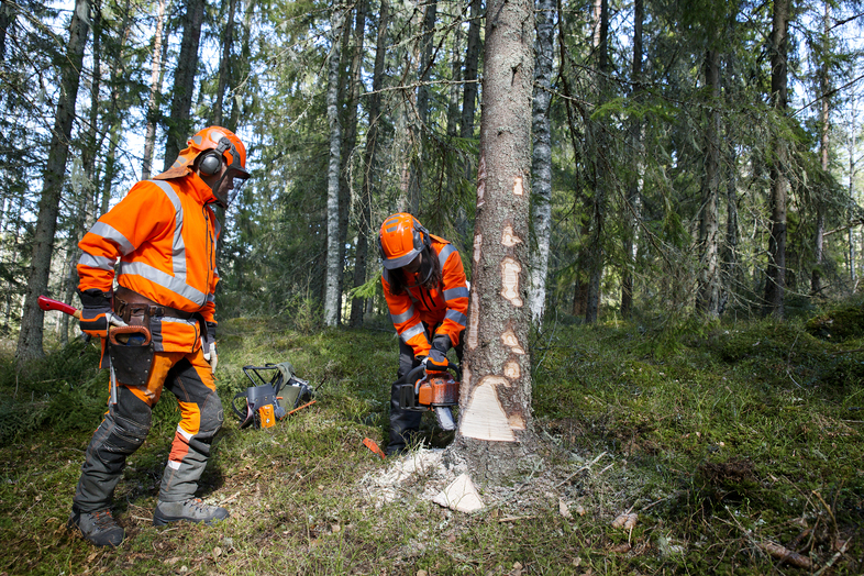 Två personer i orange skyddskläder fäller ett träd med motorsåg i en granskog.