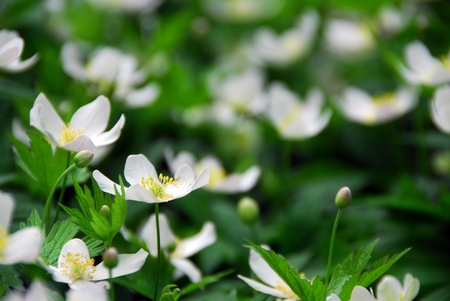 Närbild på vita blommor med gula mittpunkter och gröna blad i en frodig trädgårdsmiljö.