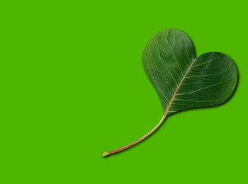Ett grönt blad format som ett hjärta mot en enfärgad grön bakgrund.