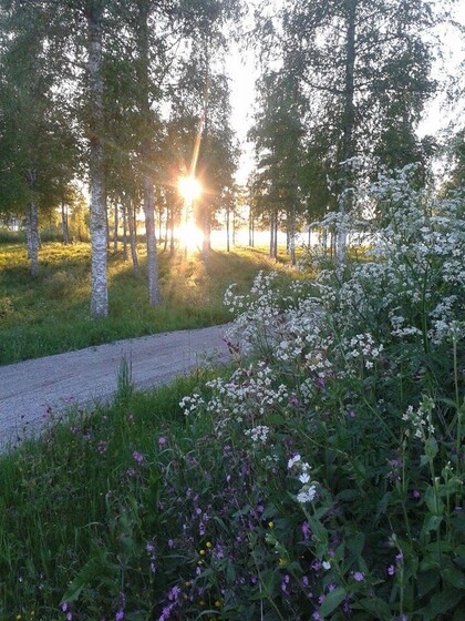 Solnedgång genom björkar vid en grusväg, med vilda blommor i förgrunden.