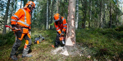 Två personer i orange skyddskläder fäller ett träd med motorsåg i en granskog.