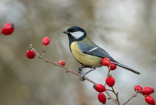 En talgoxe sitter på en gren med röda bär mot en suddig bakgrund.