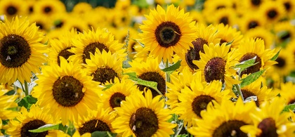 En närbild av ett fält fullt av blommande solrosor med gula kronblad och mörka mittpartier.