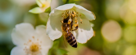 Ett bi samlar nektar från en vit blomma i närbild, med suddig grön bakgrund.