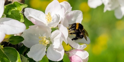 En humla samlar nektar från vita blommor på en grönskande äng i solsken.