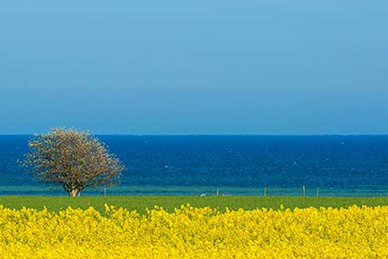 Vårkonsert - Så skimrande var aldrig havet