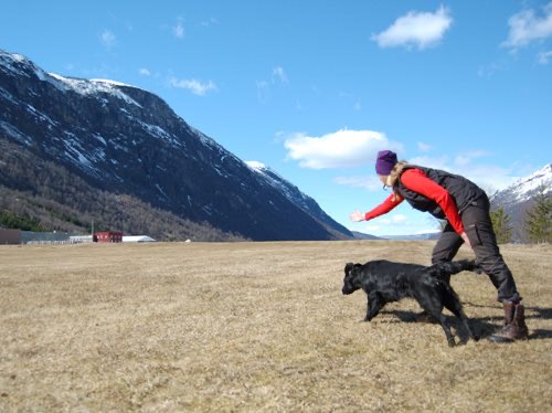 En person i röda kläder tränar en svart hund på en öppen äng med berg i bakgrunden under en klarblå himmel.
