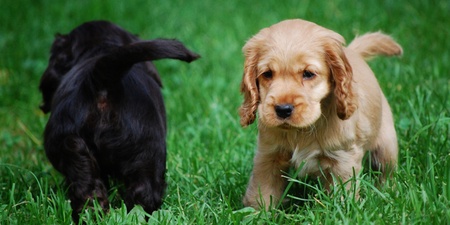 Två valpar, en ljus och en mörk, leker på gräsmatta. Den ljusa valpen tittar mot kameran.