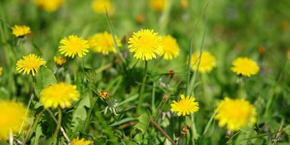 Närbild av gula maskrosor som blommar på en grön äng i solsken.