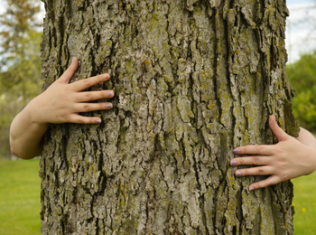 Två armar kramar om en trädstam utomhus i en grön parkmiljö.