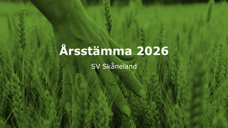 En hand rör vid vete i ett fält med grön ton och texten 'Årsstämma 2026 SV Skåneland'.
