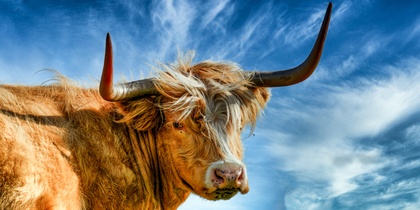 En långhårig höglandsko med stora horn står mot en blå himmel med vita moln.