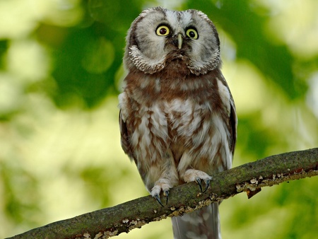 En uggla sitter på en gren med suddig grön bakgrund av löv.