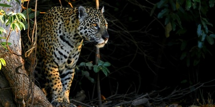 En jaguar står vid kanten av en skog, delvis belyst av solljus, omgiven av träd och löv.