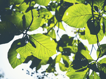 Stora gröna blad fotograferade underifrån med solljus som lyser igenom dem.