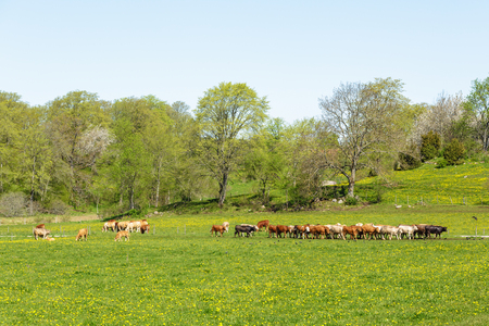 En flock kor betar på en grön äng med träd i bakgrunden under en klar himmel.