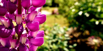 Närbild av lila blomma med suddig grön bakgrund i trädgårdsmiljö.